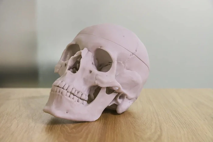 Высокоточное анатомическое учебное пособие по краниологии: разборный череп, изготовленный по технологии фотополимерной 3D-печати