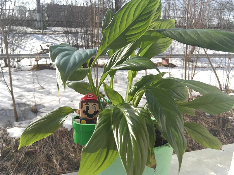 Стандартная съемка на основную камеру Стандартная съемка на основную камеру